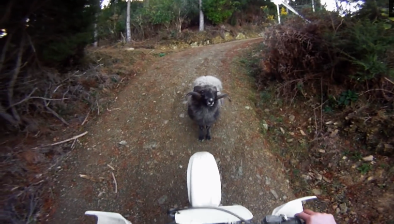 GoPro: Ram vs Dirtbiker