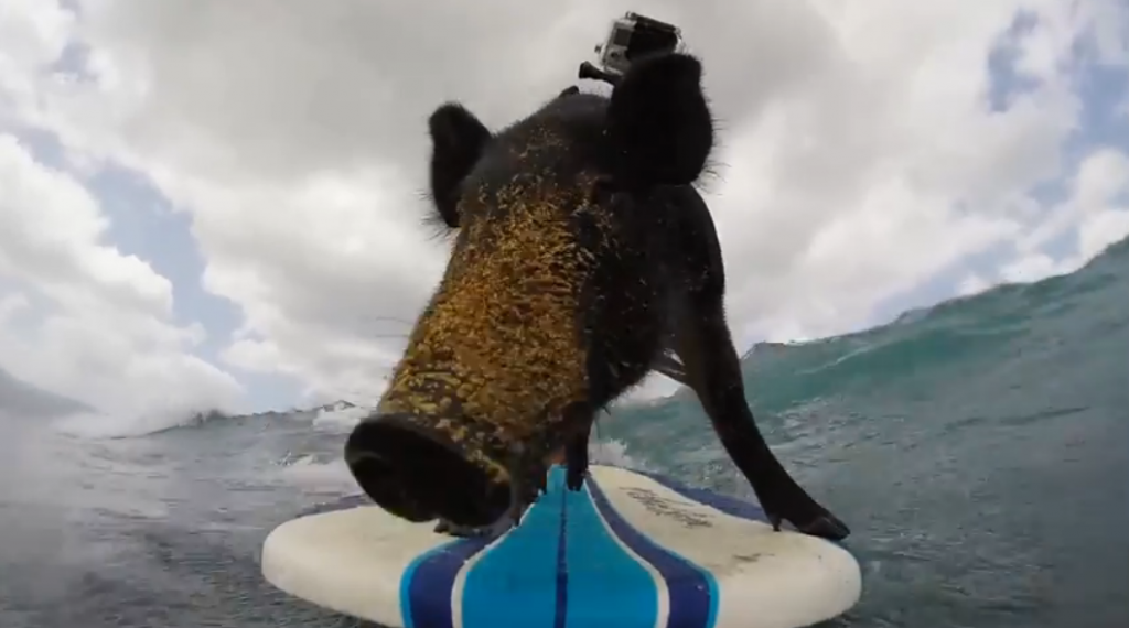 kama-surfing-pig-gopro-hawaii