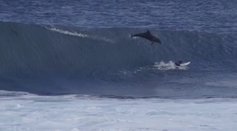 Dolphin Jumps On Grom