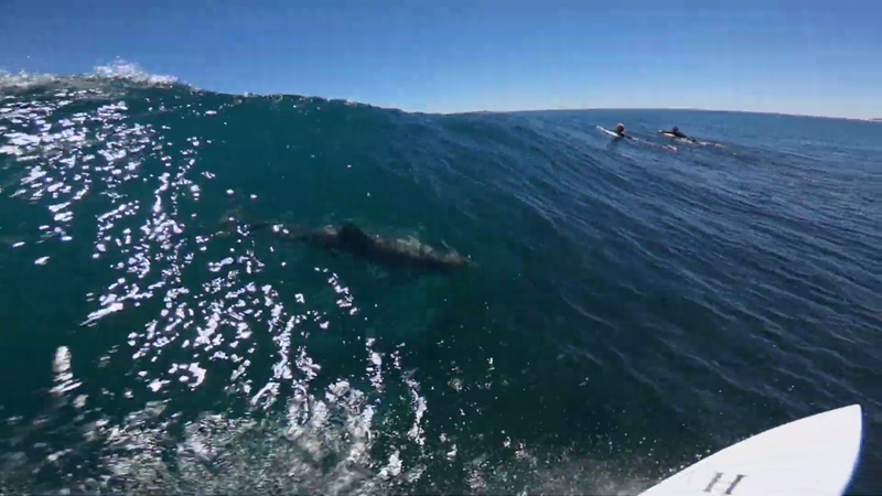 Top 10 du surf en GoPro Ray Craike surf with dolphins surfe avec des dauphins
